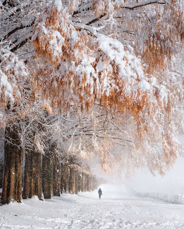 Г. Такасима, префектура Сига, Япония Япония, Зима, Красота
