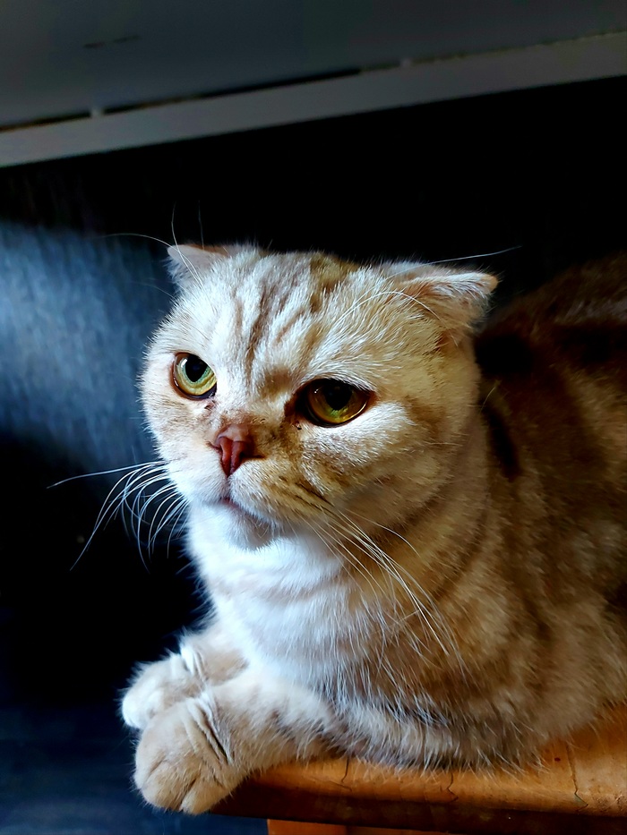 Просто котэ