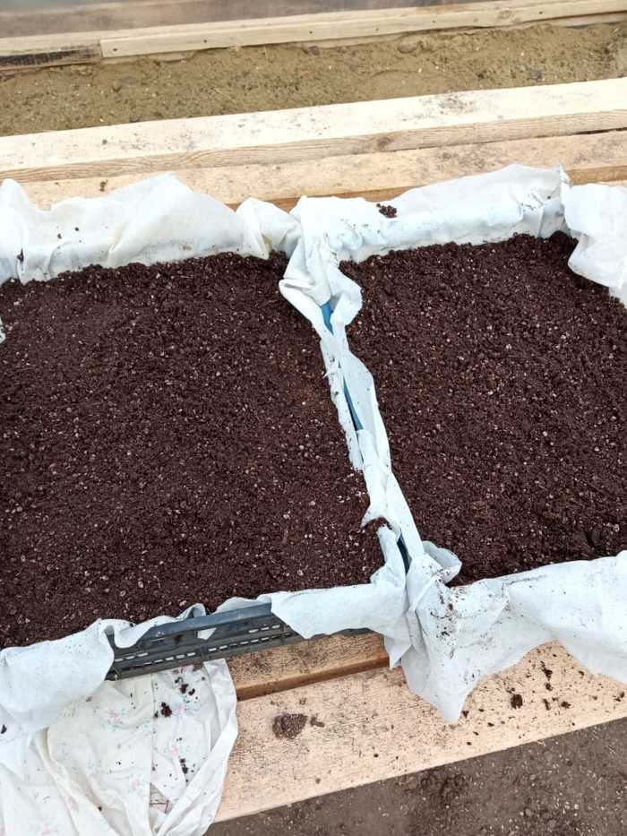 Как размножить ежевику? Краснодарский Край, Краснодар, Ежевика, Размножение, Ягоды, Сельское хозяйство, Село, Длиннопост