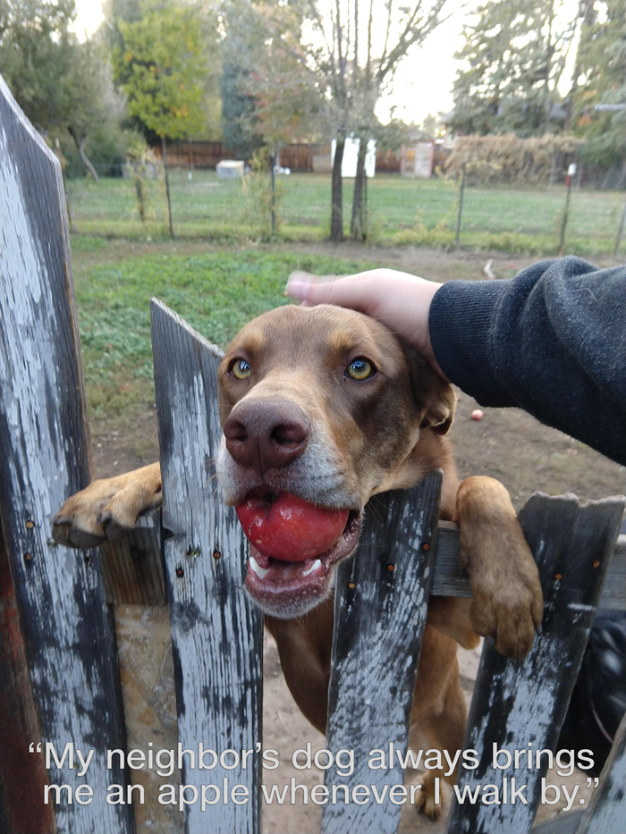 «Когда я прохожу мимо, соседская собака всегда приносит мне яблоко» Собака, Соседи, Яблоки, Милота, Забор