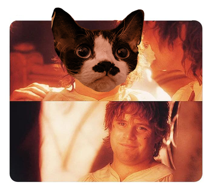 Когда пришел уставший с работы, а твой кот тебя встречает