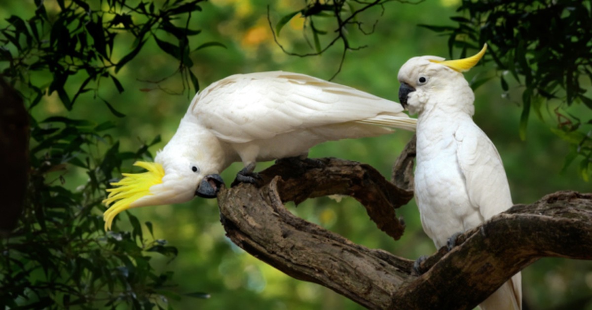 Cockatoo Peekaboo