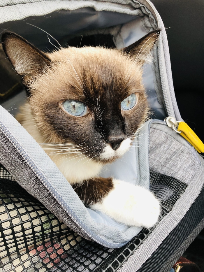 Ищу доноров крови для кошки. Срочно! Санкт-Петербург