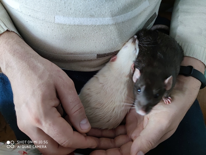 Крыска ушла на радугу