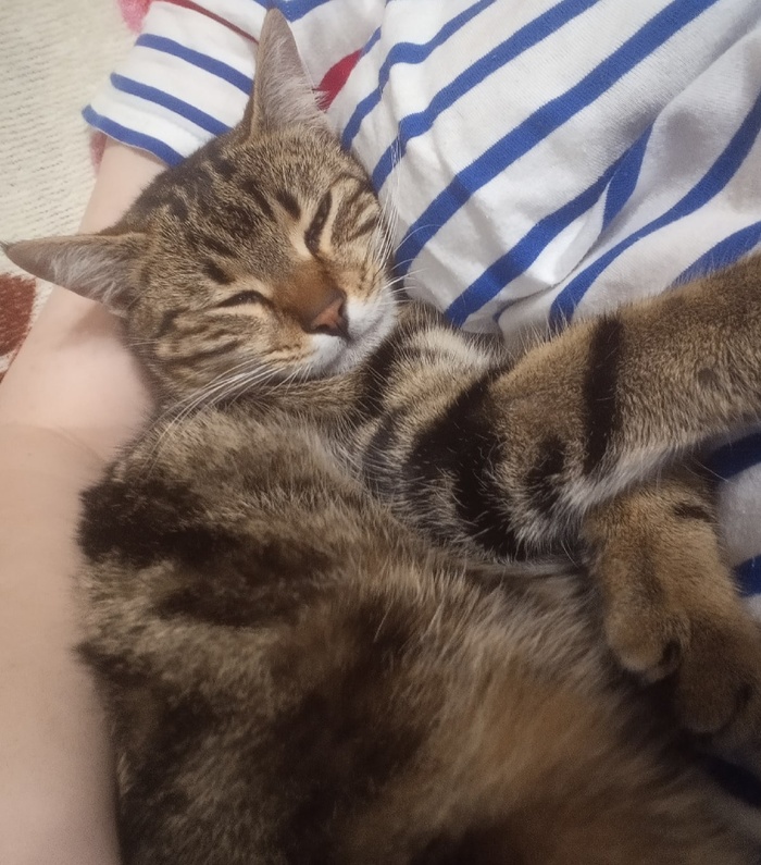 Севастополь! Пропал кот