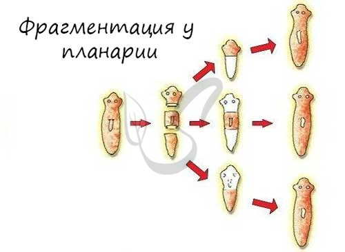 Что будет если не спать неделю можно ли умереть
