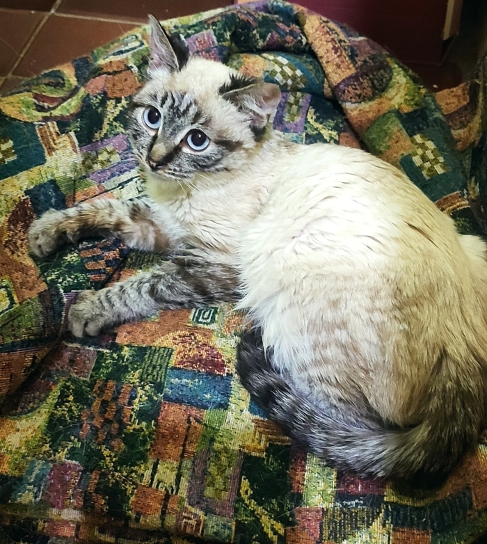 кошка после прививки вялая и спит что делать. Смотреть фото кошка после прививки вялая и спит что делать. Смотреть картинку кошка после прививки вялая и спит что делать. Картинка про кошка после прививки вялая и спит что делать. Фото кошка после прививки вялая и спит что делать