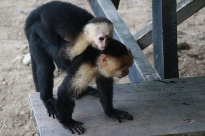 Коста Рика (декабрь 2019) Коста-Рика, Путешествия, Длиннопост