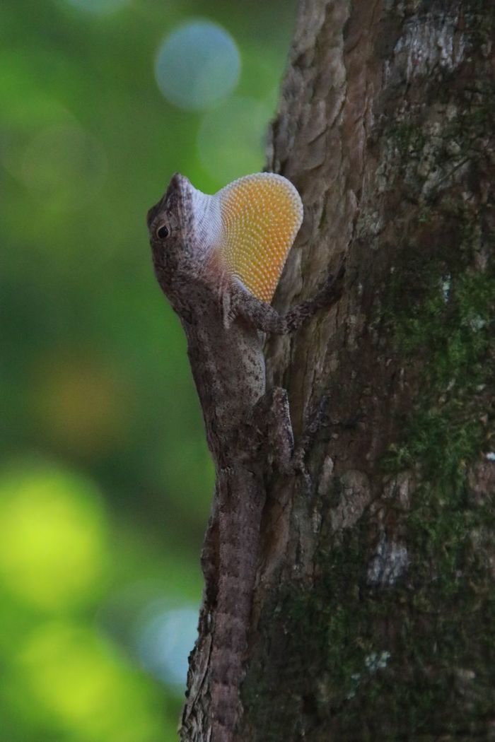 Коста Рика (декабрь 2019) Коста-Рика, Путешествия, Длиннопост