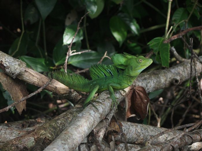 Коста Рика (декабрь 2019) Коста-Рика, Путешествия, Длиннопост