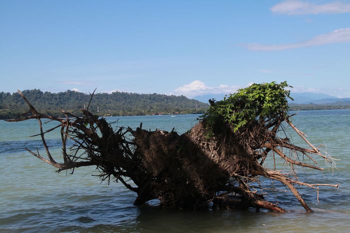 Коста Рика (декабрь 2019) Коста-Рика, Путешествия, Длиннопост