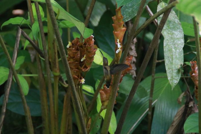 Коста Рика (декабрь 2019) Коста-Рика, Путешествия, Длиннопост