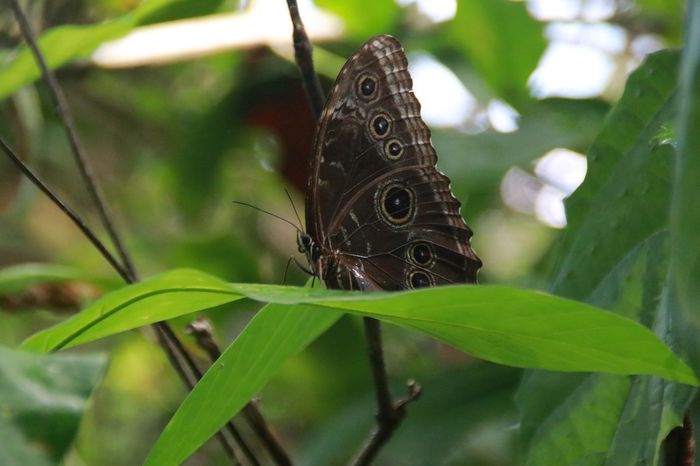 Коста Рика (декабрь 2019) Коста-Рика, Путешествия, Длиннопост