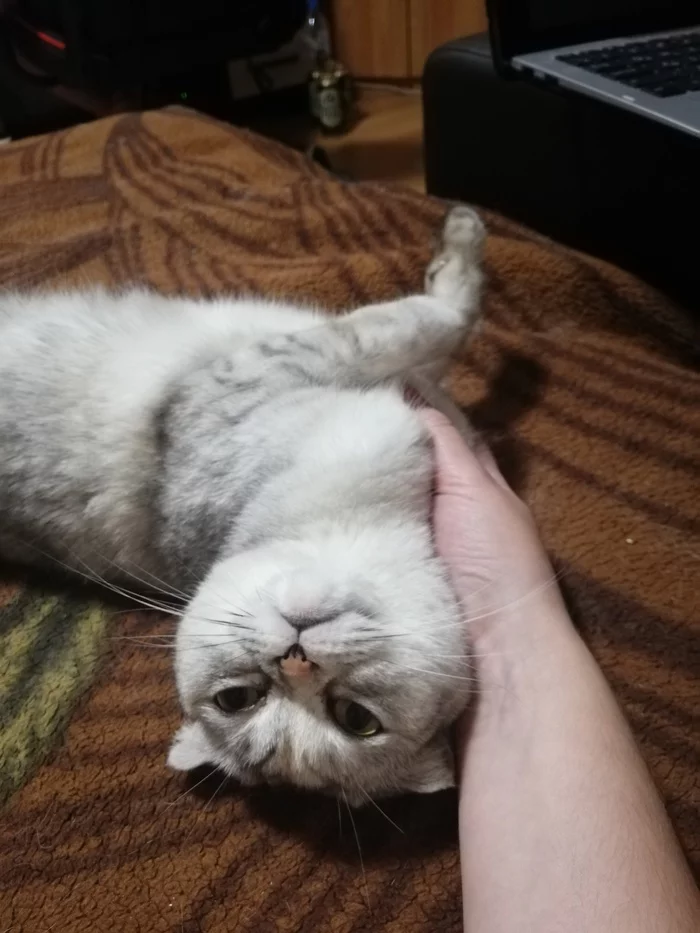 Моё было/стало Кот, Подкидыш, Шотландская вислоухая, Длиннопост