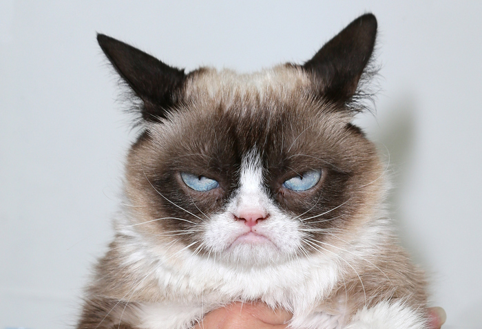    , , Grumpy Cat, , 