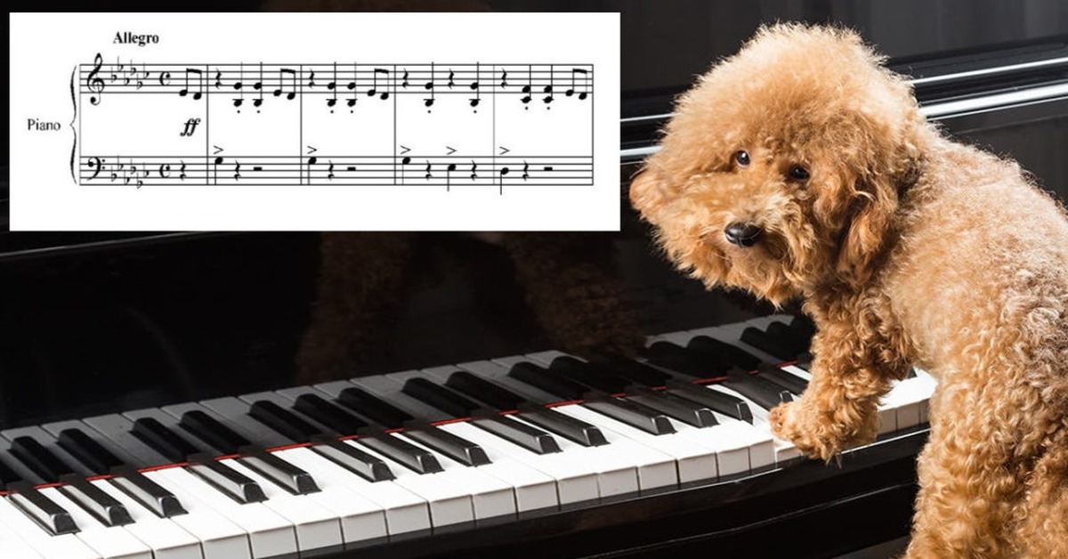 Собачий вальс картинка на пианино. Фредерик Шопен собачий вальс. Собака на пианино. Собачий вальс на фортепиано. Собачий вальс Ноты.
