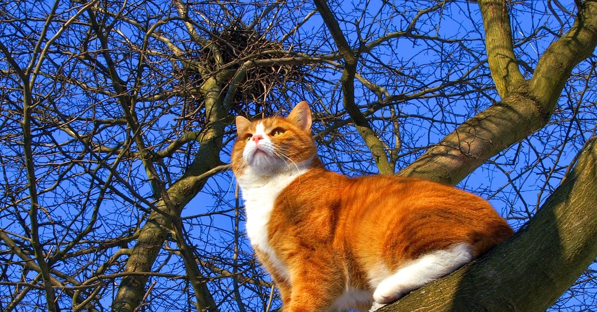 Вить по временам. Рыжая весной. Март коты рыжие прилетели.