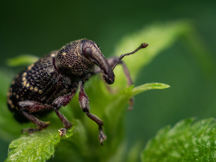    - Hylobius pinastri - Pine Weevil , , Olympus, Olympus OMD em-10 Mark II, , 