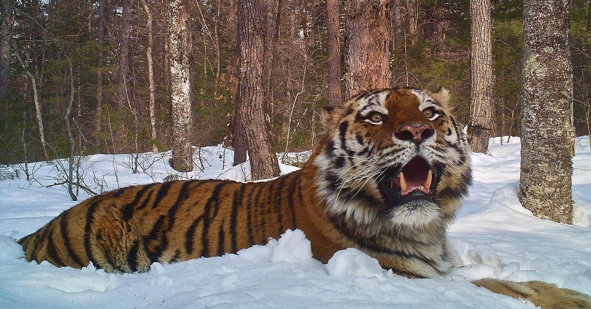 Зверь хозяин приамурья. Амурский тигр Приморский край. Уссурийская Тайга Амурский тигр. Амурский тигр в тайге. Уссурийский тигр в тайге.