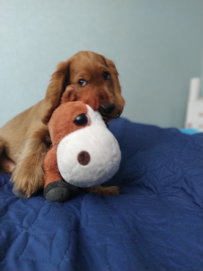 Английский коккер