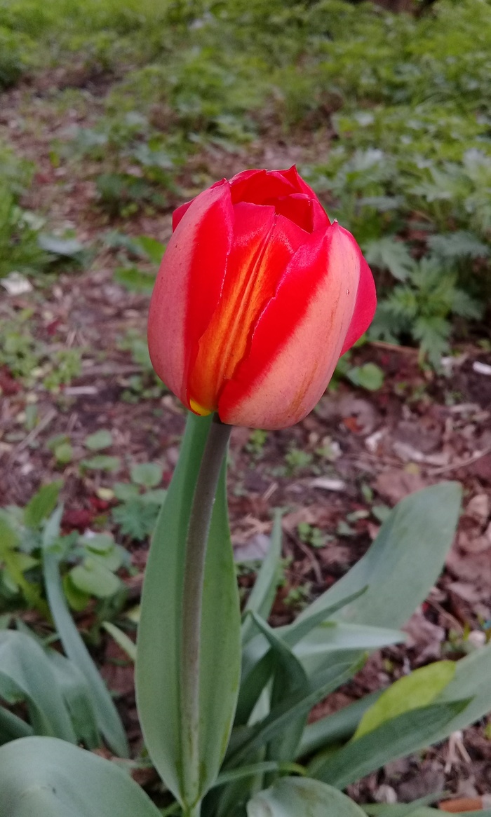 На корню, несрезанный, живой