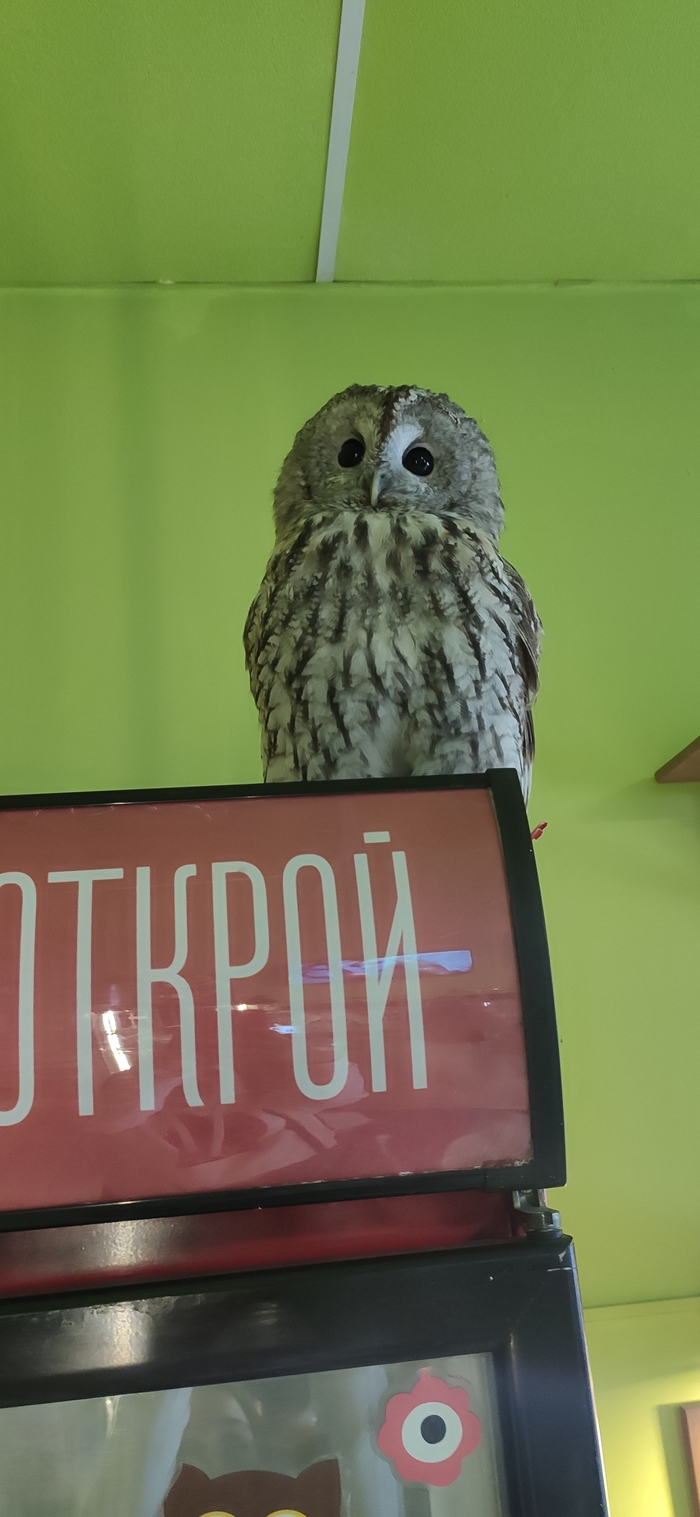 Что такое опутенки для птиц. Смотреть фото Что такое опутенки для птиц. Смотреть картинку Что такое опутенки для птиц. Картинка про Что такое опутенки для птиц. Фото Что такое опутенки для птиц