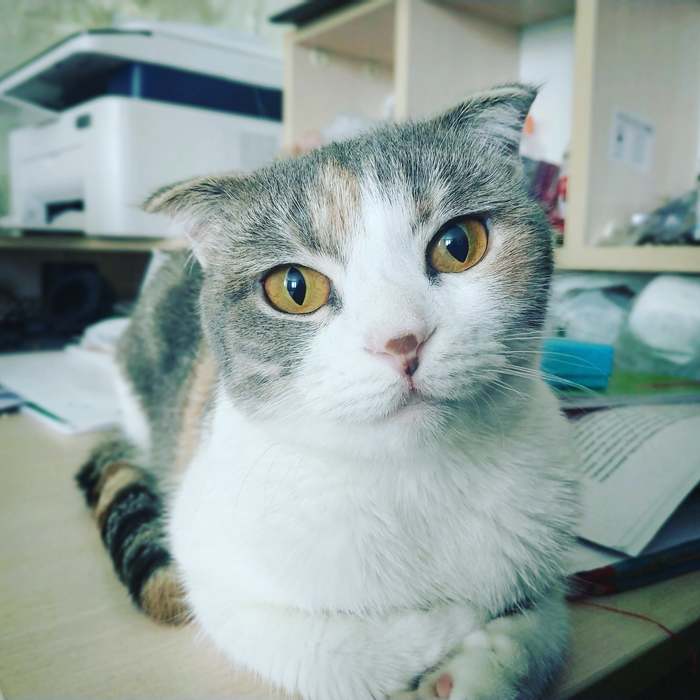 Фотография Ассоль