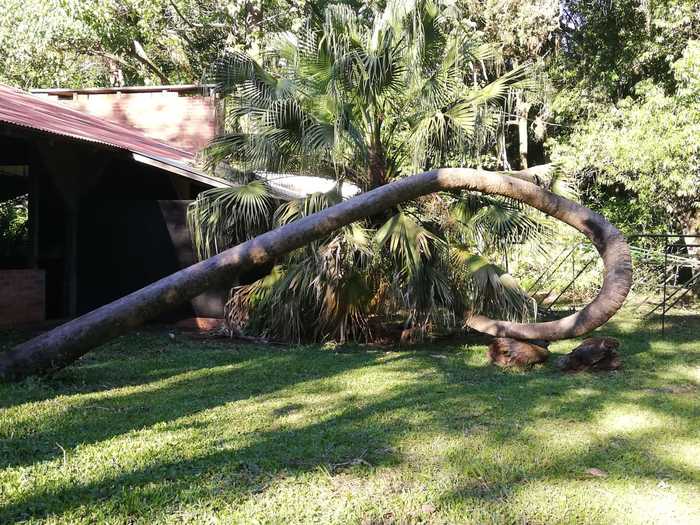 Ответ на пост «"Это дерево упало, но продолжает расти"»