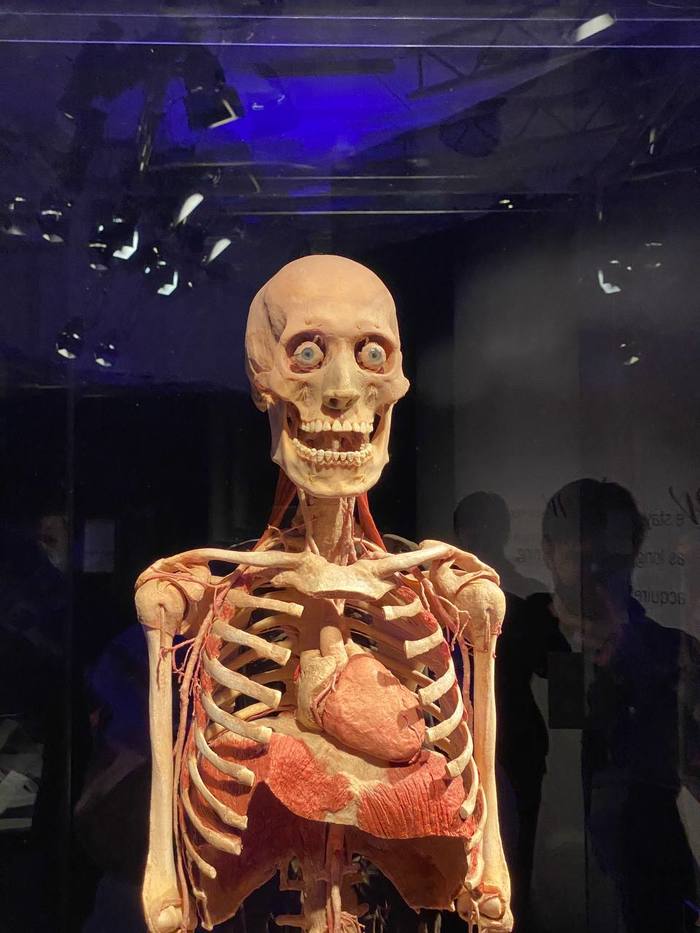         Body Worlds