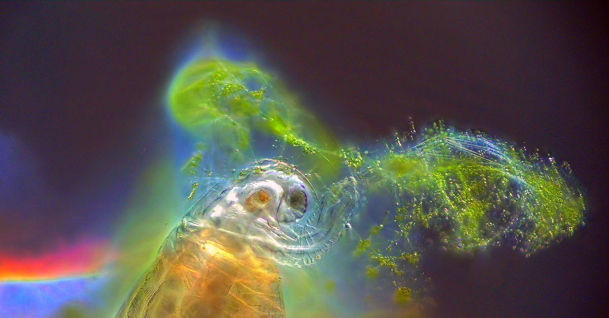 Живое существо через. Планктон под микроскопом. Живые существа. Планктон в микроскопе. Картинки живых существ.