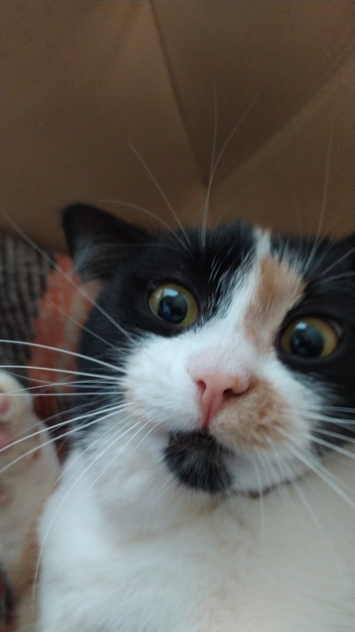 Фото для мемов