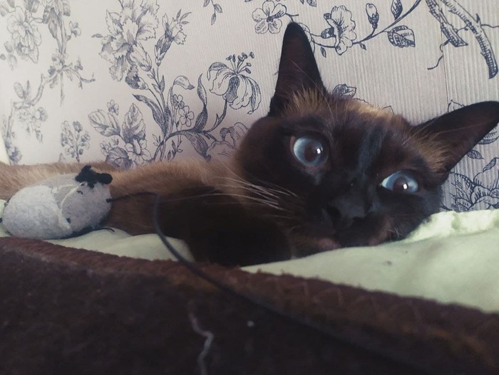 Кот Коржик читает комментарии про себя