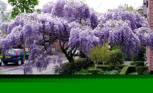 Глициния. Cорт, выращивание и уход