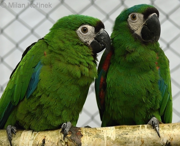 Каштановолобый ара