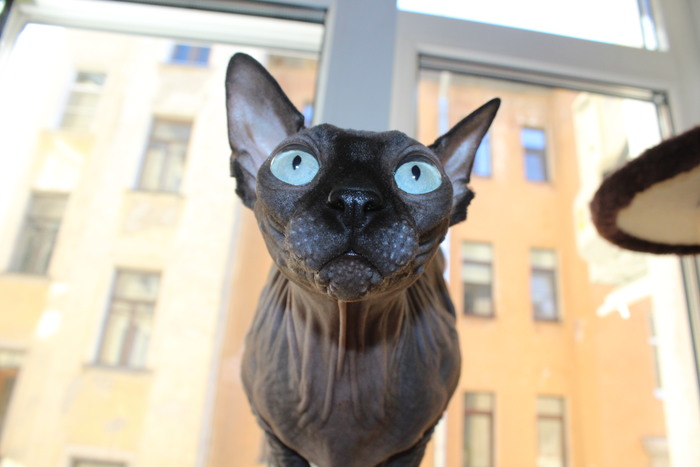 Страхование котиков?