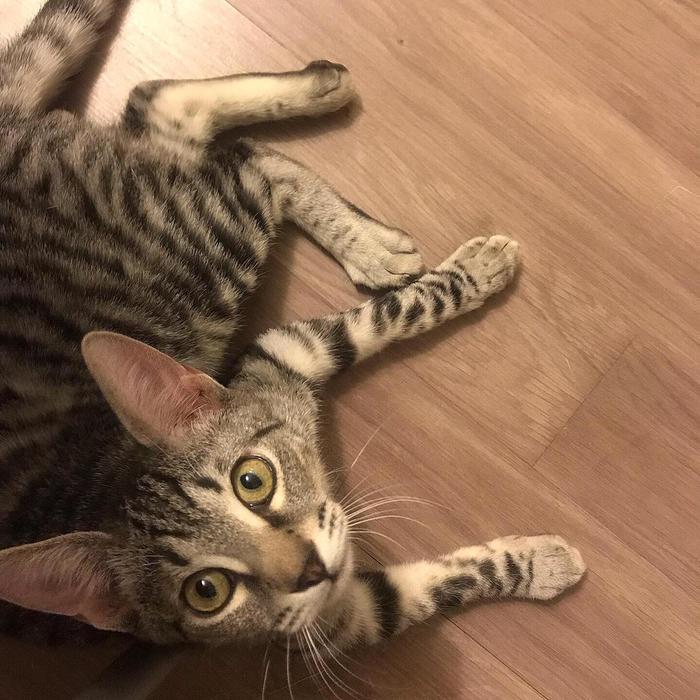 Котик ищет дом