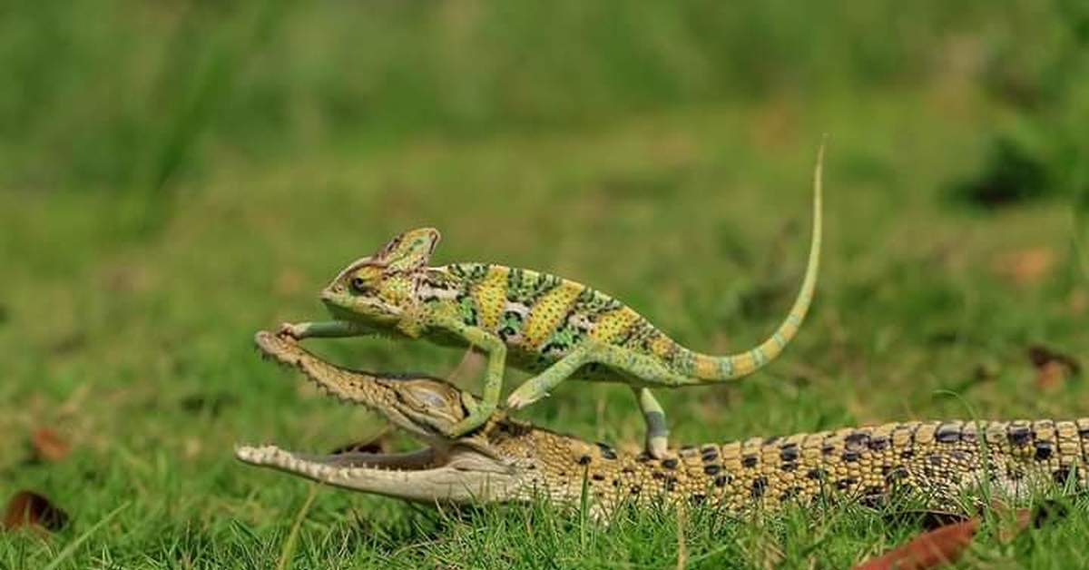 Крокодилы хамелеон. Крокодиловый хамелеон. Хамелеон в дикой природе. Танто Йенсен — индонезийский фотограф. Крокодил это ящерица или нет.
