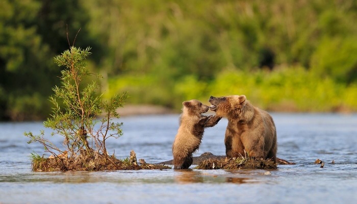 Мама! Ты куда рыбу спрятала?