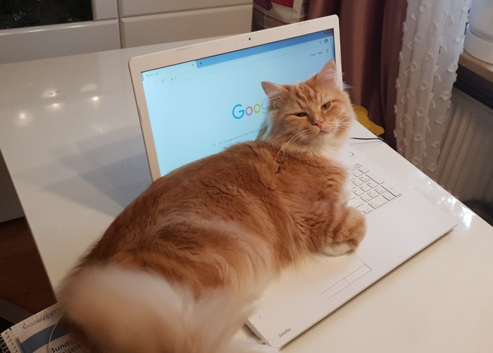 " Вертел я тебя на своём рыжем хвосте, ты, Двуногий....."