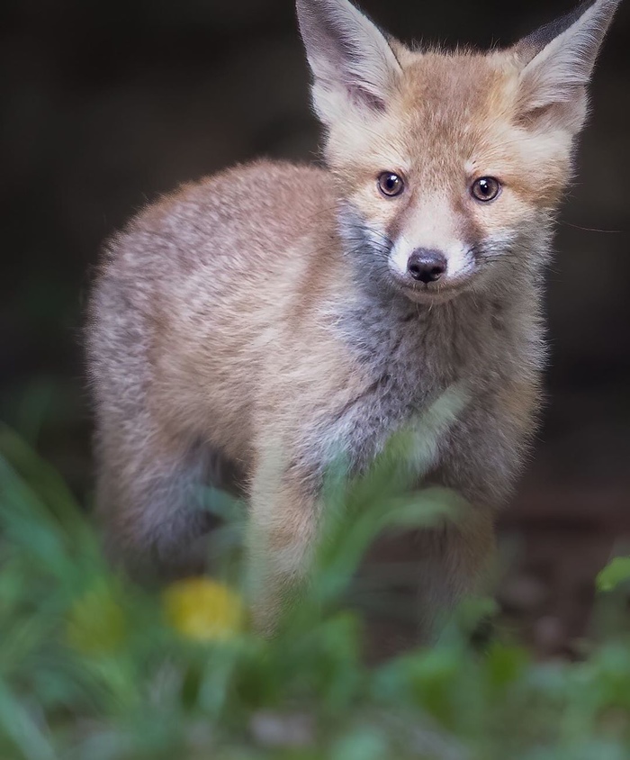 лиса родила лисят. лиса в листьях. лисица (vulpes vulpes). в каком году родилась лиса. семья лис.