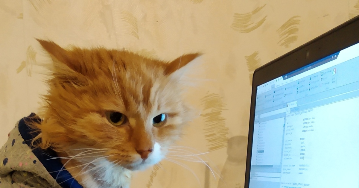Кот разработчик. Кот программист. Коты программисты. Рыжий кот программист. Котята разработчики.