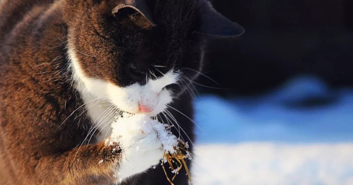 Кот принес на лапах первый снег. Кот ест снег. Кот на лапах первый снег. Первый снег котик на лапках. Кошка снегом моет нос.