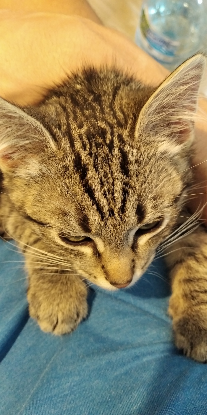 Ответ на пост «"Кот" на коте»