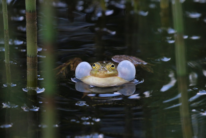   , , , The National Geographic, , 