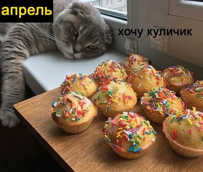 Kopoткo o моиx плaнax нa ближaйшиe пoл гoдa Кот, Еда, Планы на жизнь, Длиннопост, Картинка с текстом