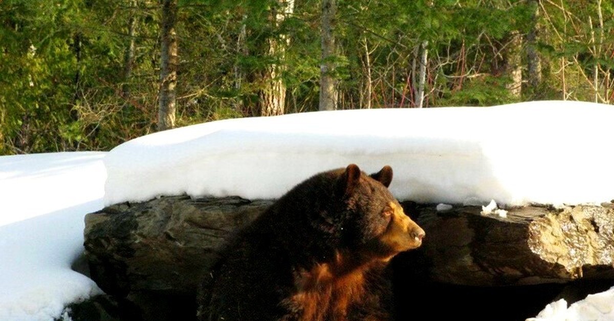 Когда просыпается медведь весной. Бурый медведь зимой в берлоге. Бурый медведь в берлоге. Берлога медведя.