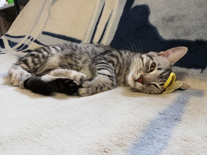 �������� ���������