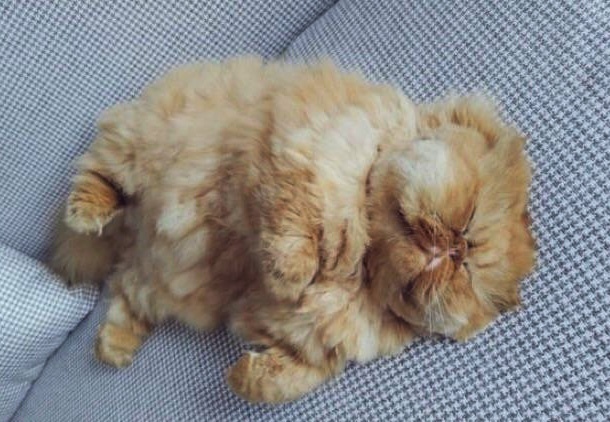 Вы когда-нибудь видели пушистый картофель?Вот, пожалуйста, смотрите