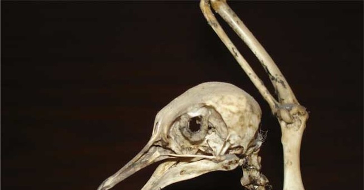 Кости утки. Череп птицы. Голубиный череп. Скелет птицы. Скелет черепа птицы.