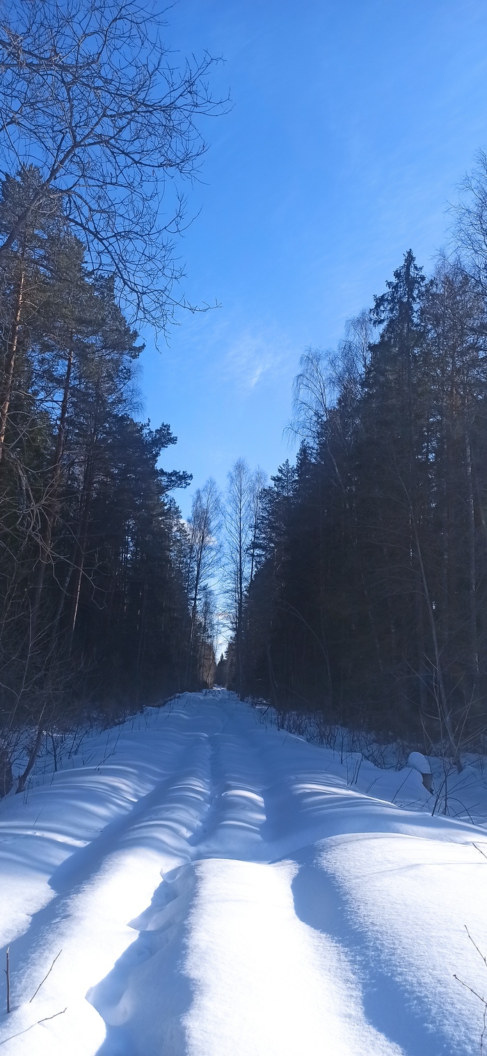 Мартовский лес | Пикабу